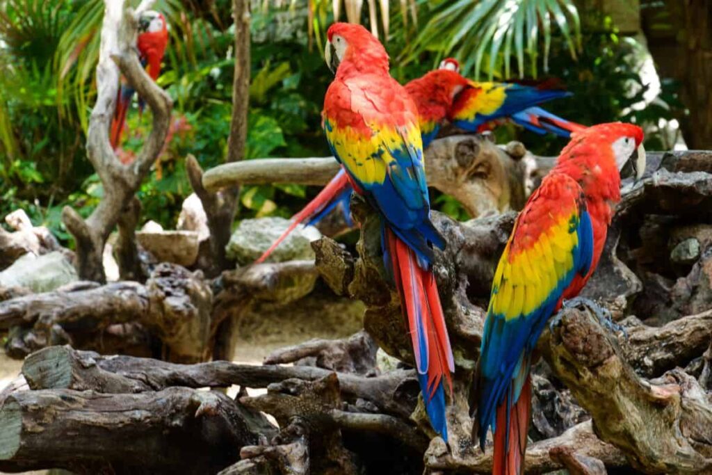 16 Animales Que Comienzan Con P (con Imágenes) | 2025