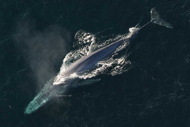 15 Tipos De Ballenas Que Viven en Los Océanos