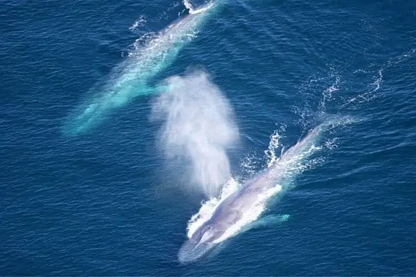 Ballenas azules en el océano