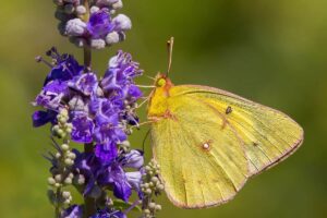 15 Tipos De Mariposas Amarillas (con Imágenes)