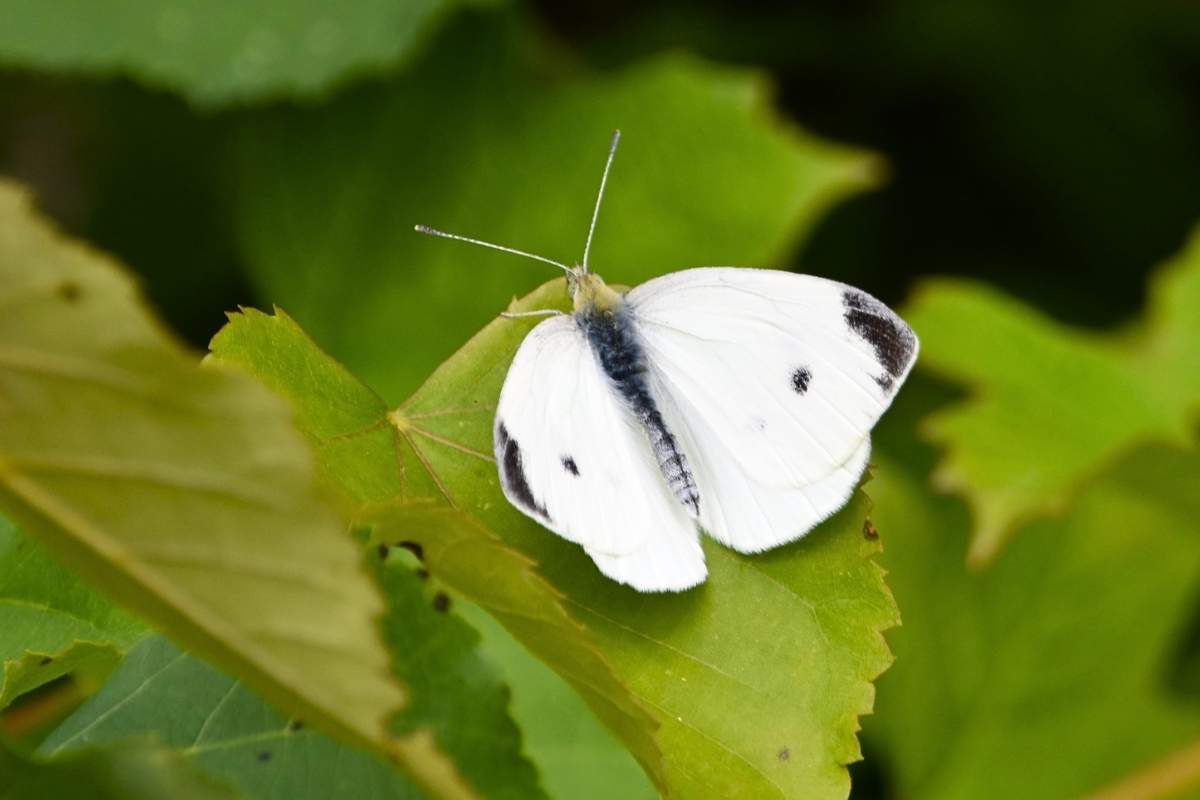 15 Tipos De Mariposas Blancas (con Imágenes)