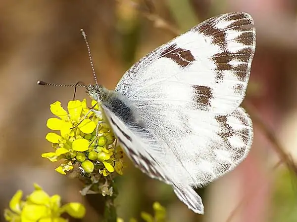 Mariposa blanca a cuadros