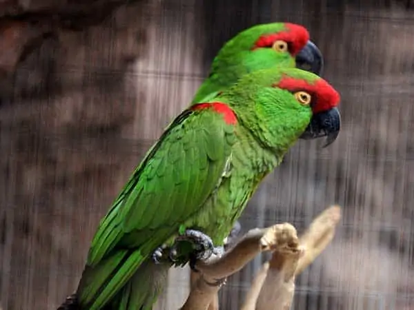 loros de pico grueso