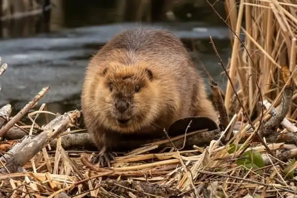 castor en la naturaleza