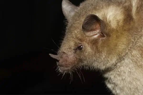 Cara de murciélago mexicano de nariz larga