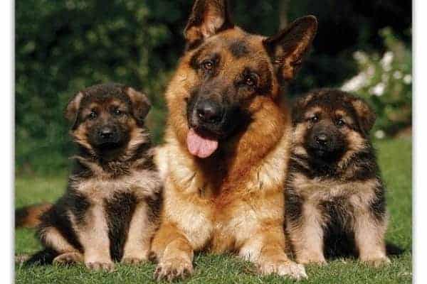 16-perros-adorables-que-parecen-pastores-alemanes