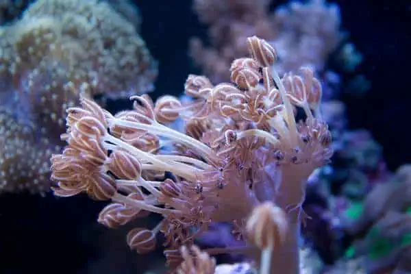 Coral xenia pulsante