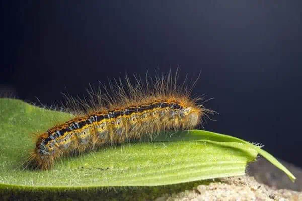 oruga