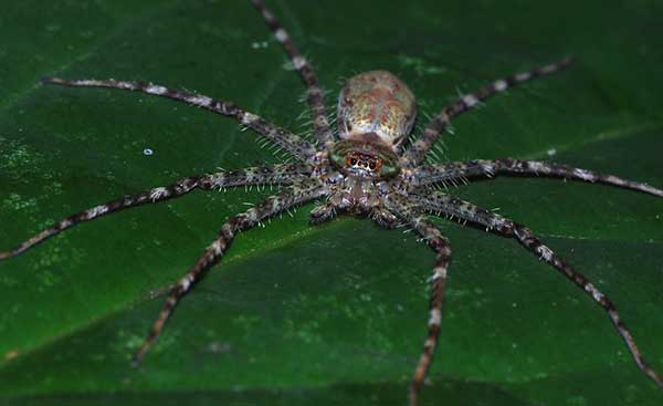 araña cazadora