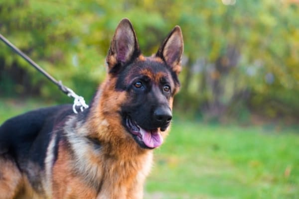 Cómo-calmarse-al-cachorro-de-pastor-alemán