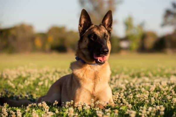 ¿cuánto-cuesta-un-malinois-belga-y-cuesta-mantener?