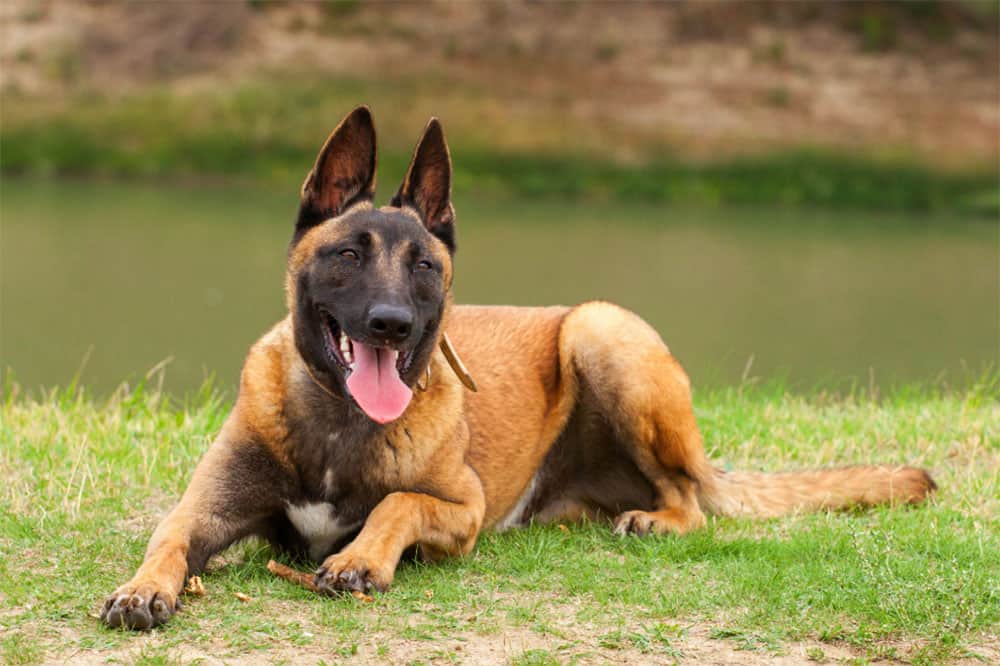 ¿cuánto-cuesta-un-malinois-belga-y-cuesta-mantener?