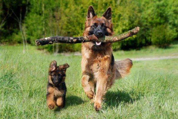 Elegir-el-cachorro-de-pastor-alemán-adecuado-de-una-camada