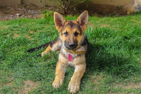 Elegir-el-cachorro-de-pastor-alemán-adecuado