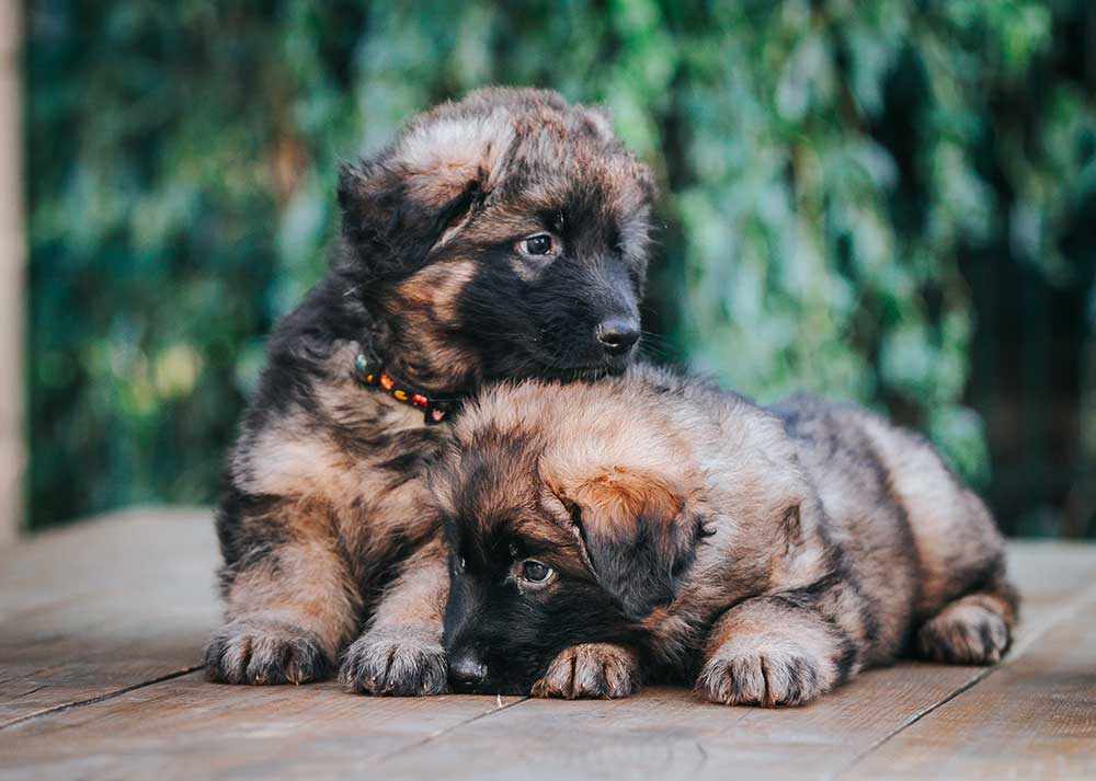 ¿Los Cachorros De Pastor Alemán Nacen Negros? ¡Aquí Están Los Hechos! ¿los Cachorros De Pastor Alemán Nacen Negros? ¡aquí Están Los