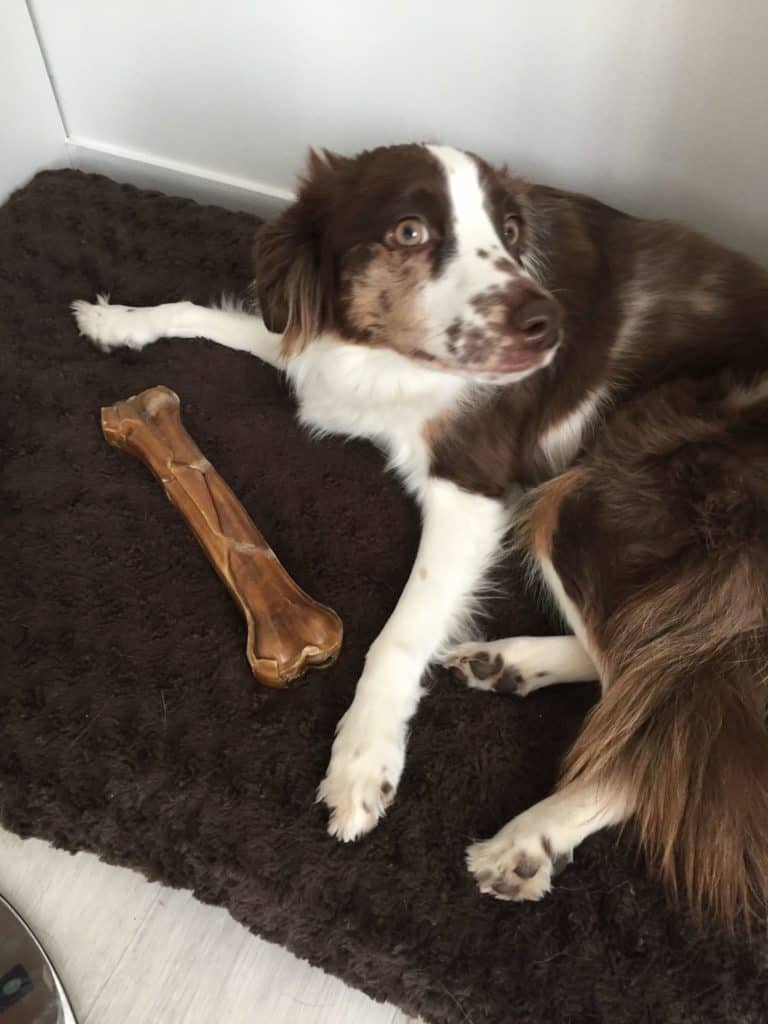 Mezcla de pastor australiano y husky: ¿Es el husky australiano tu nuevo compañero de carrera? 2 Pastor-australiano-con-su-hueso-masticable