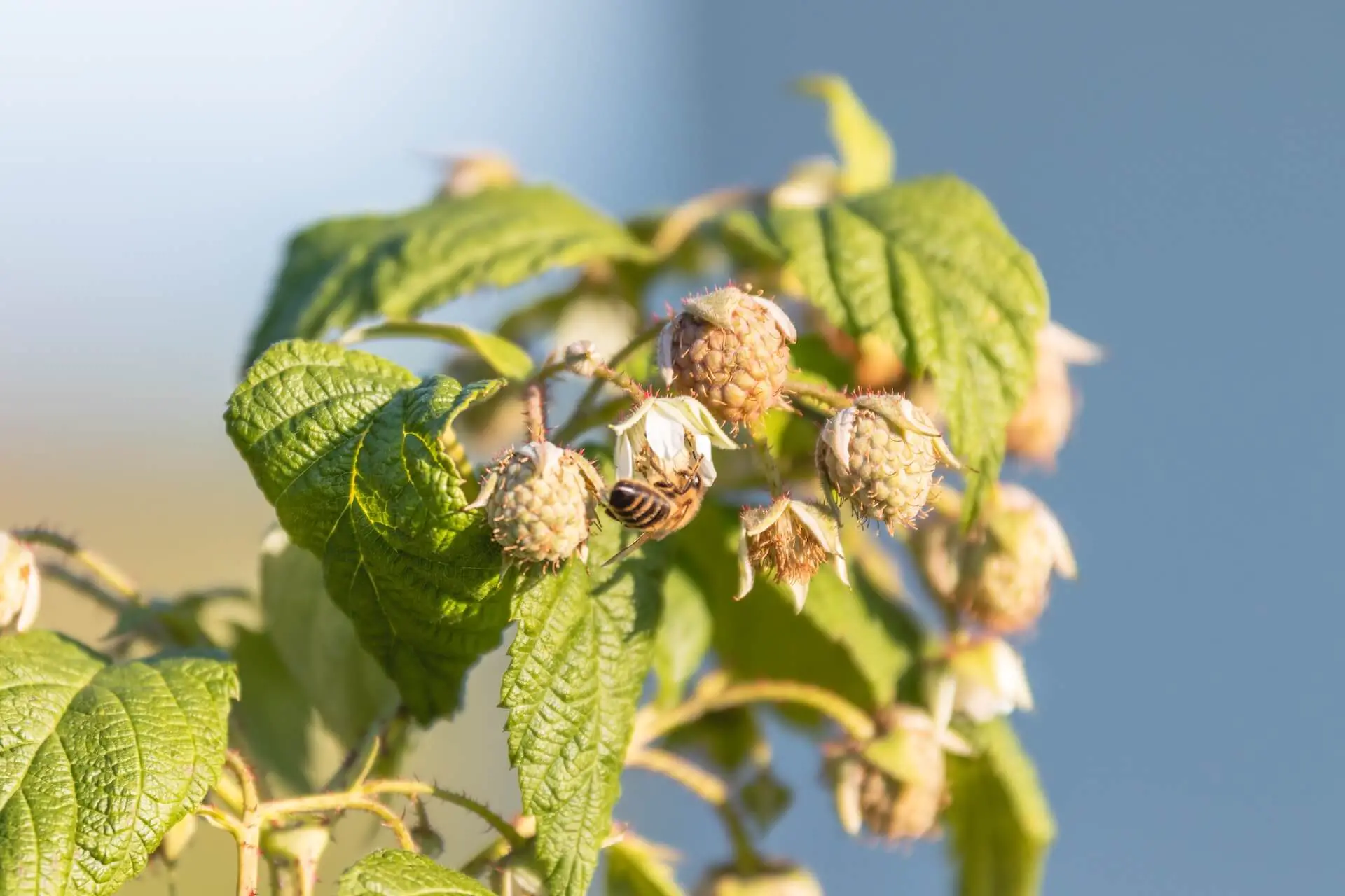 ¿Qué Comen Las Abejas? Una Guía Sencilla ¿qué Comen Las Abejas? Una Guía Sencilla