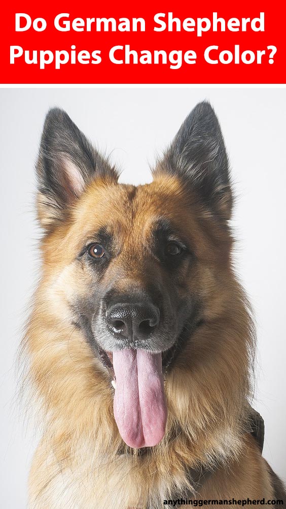 ¿Los cachorros de pastor alemán cambian de color? Lo que necesita saber sobre el cambio de pelaje de su cachorro 2 Hacer-cachorros-de-pastor-alemán-cambiar-de-color