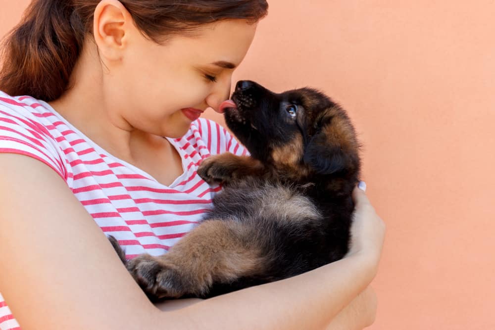 ¿Los cachorros de pastor alemán cambian de color? Lo que necesita saber sobre el cambio de pelaje de su cachorro 3 hacer-cachorros-pastor-aleman-cambiar-de-color