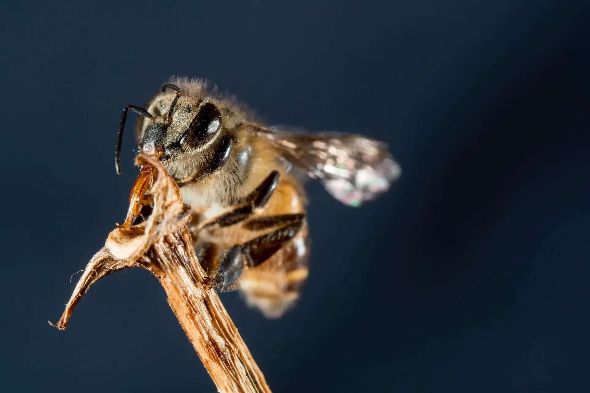 ¿Todas Las Abejas Pican? La Ultima Guia ¿todas Las Abejas Pican? La Ultima Guia
