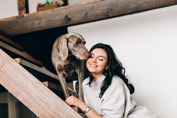 6 razones por las que mi perro me lame los ojos: ¿debería preocuparme o no? 2 Conociéndote