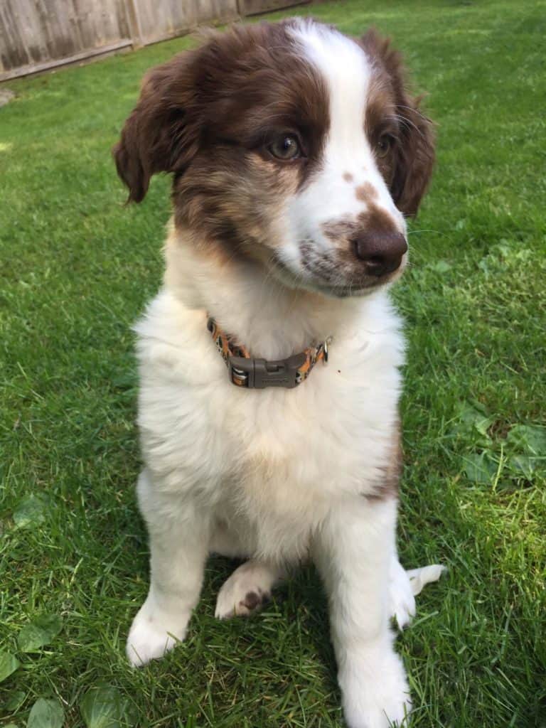 Cachorro-pastor-australiano