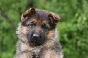 Síndrome Del Cachorro Tembloroso: Causas, Síntomas Y Tratamiento