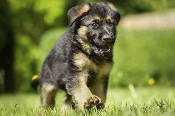 cuanto-tiempo-debo-pasear-a-mi-cachorro-pastor-aleman