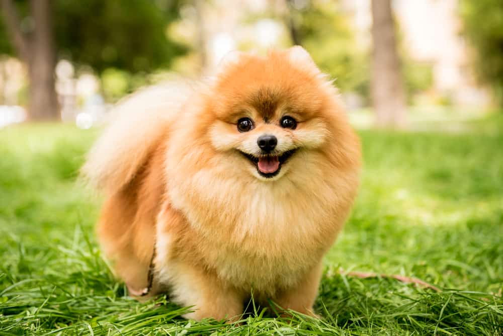 pomeranio