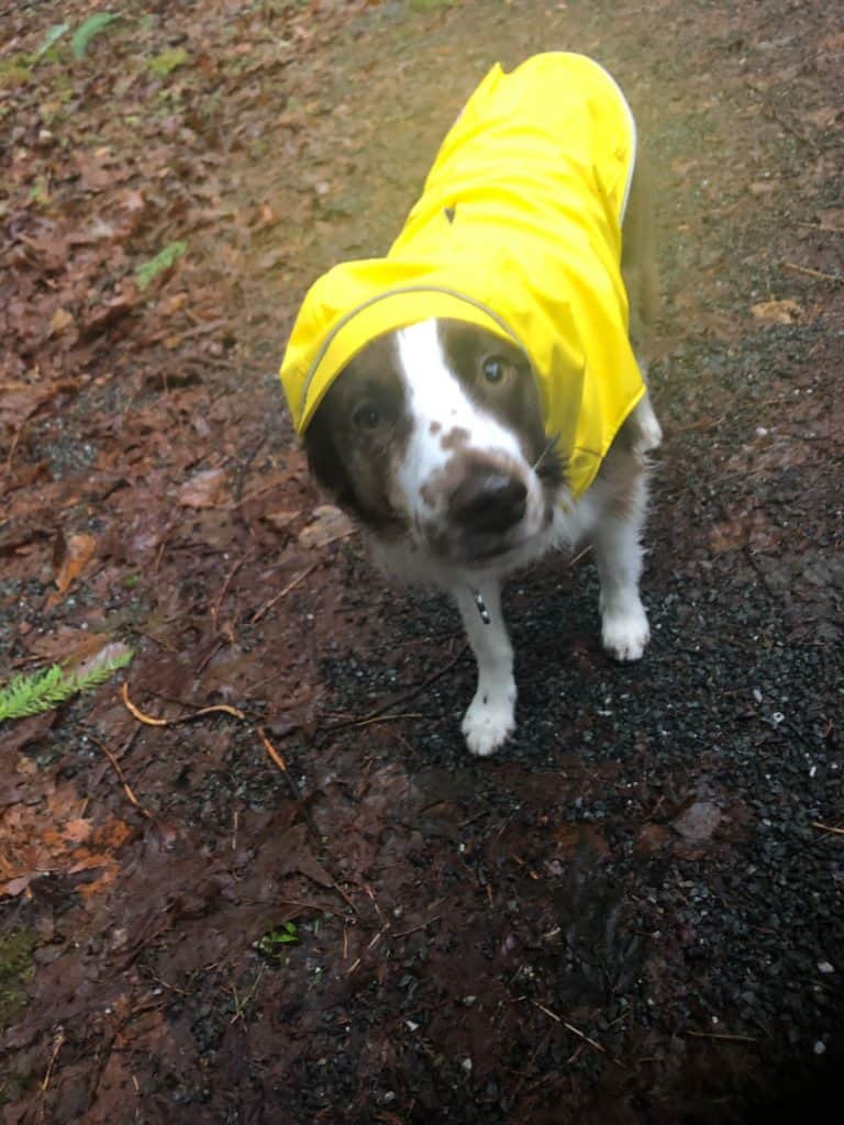 Pastor-australiano-con-una-chaqueta-impermeable