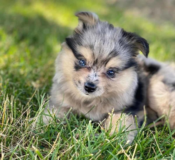 Mezcla De Pastor Australiano De Pomerania: El Perro De La