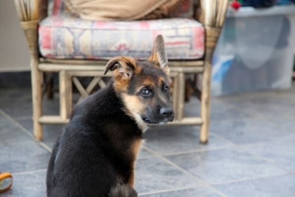 ¿Con qué frecuencia hacen caca los cachorros de pastor alemán?