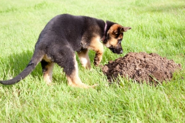 ¿Con qué frecuencia hacen caca los cachorros de pastor alemán?