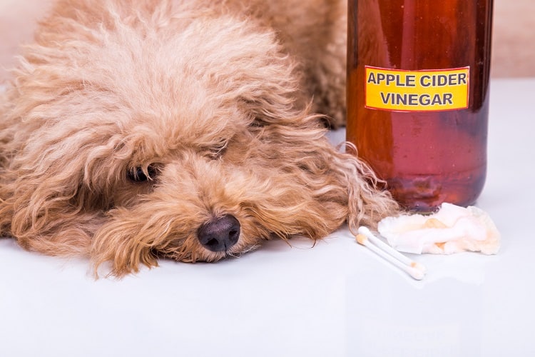 ¿Qué olores odian los perros? 12 aromas que repelen a los perros 2 Botella de vinagre de sidra de manzana