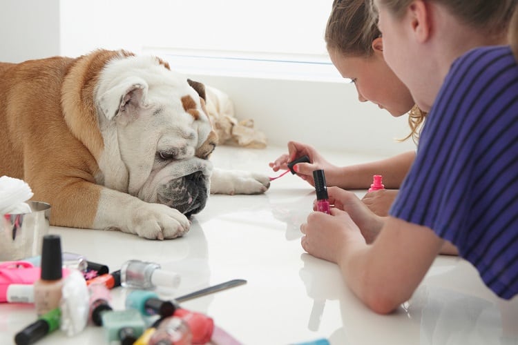 ¿Qué olores odian los perros? 12 aromas que repelen a los perros 4 Dos niñas pulen las uñas de un perro
