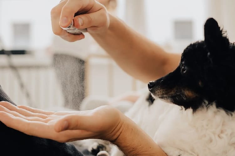 ¿Qué olores odian los perros? 12 aromas que repelen a los perros 5 Olor a colonia y perfume.
