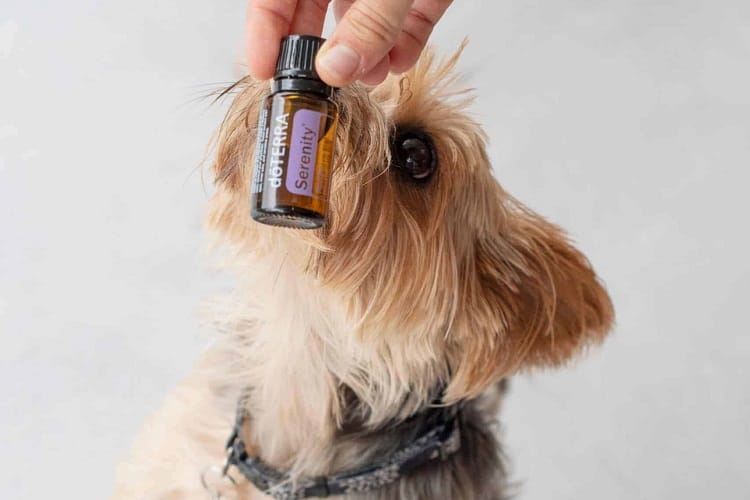 ¿Qué olores odian los perros? 12 aromas que repelen a los perros 6 Olor a aceites esenciales