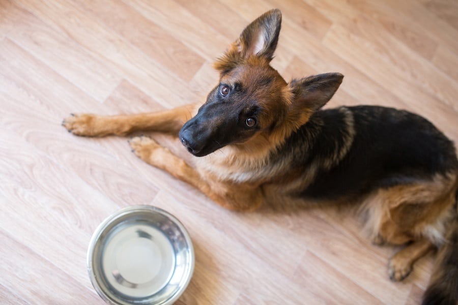 ¿por Qué Mi Perro Sólo Come Una Vez Al Día?