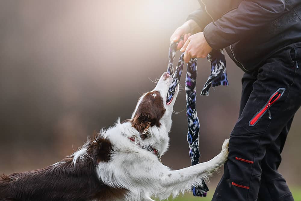 mezcla de pastor australiano border collie 