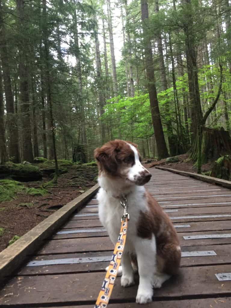 Cachorro-de-pastor-australiano-sentado-en-el-bosque