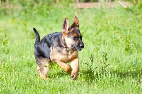 cachorro-pastor-aleman-corriendo-por-la-hierba