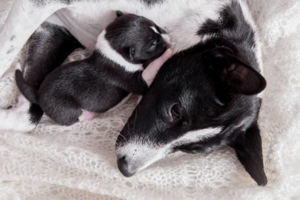 ¿las Mamás Perras Extrañan a Sus Cachorros Cuando Se Van?