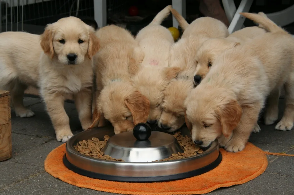 ¿Por qué el aliento y la orina de mi perro huelen a amoníaco? 2 Cachorros pastor alemán comiendo