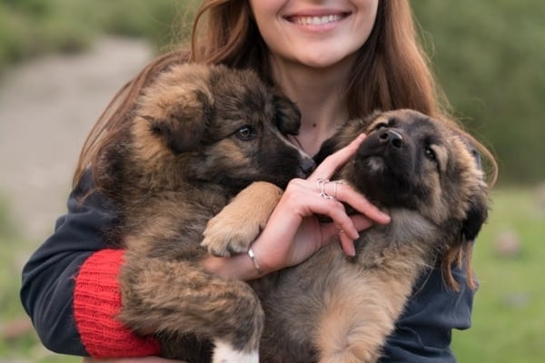 La mejor edad para comprar un cachorro de pastor alemán