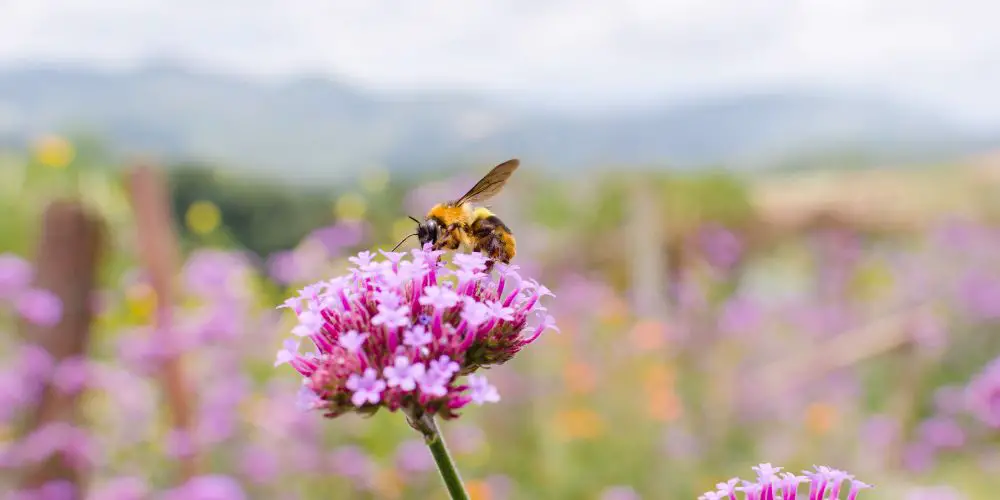 ¿Las Abejas Matan Las Flores? (Rompiendo Los Mitos De Las Abejas) ¿las Abejas Matan Las Flores? (rompiendo Los Mitos De Las