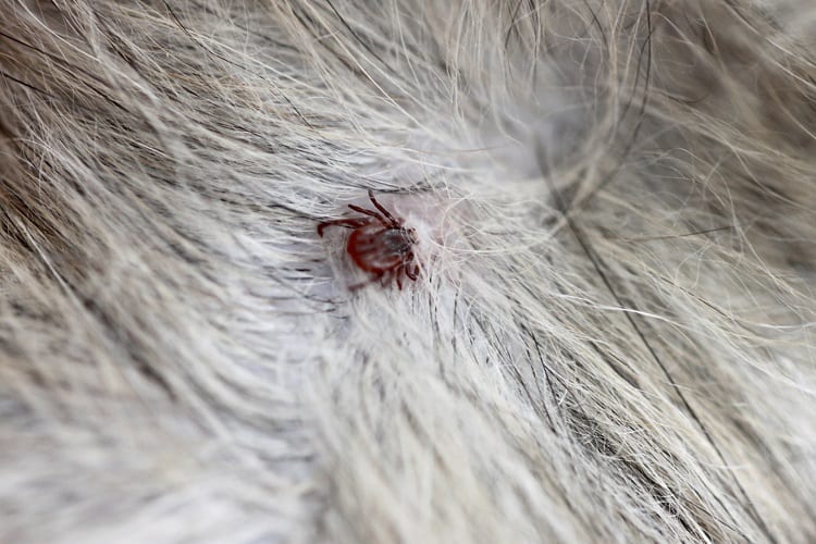 ¿Cómo funciona un collar antipulgas?
