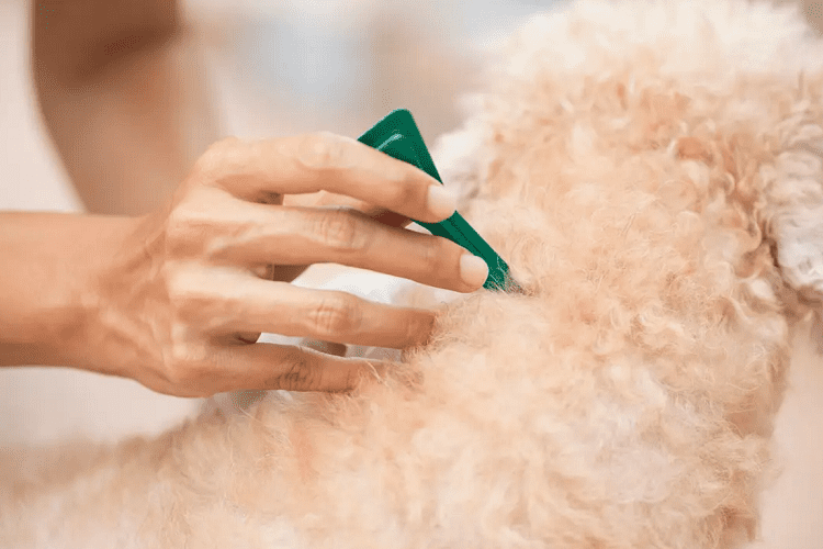 ¿Puedo usar un collar antipulgas en combinación con otros tratamientos antipulgas?