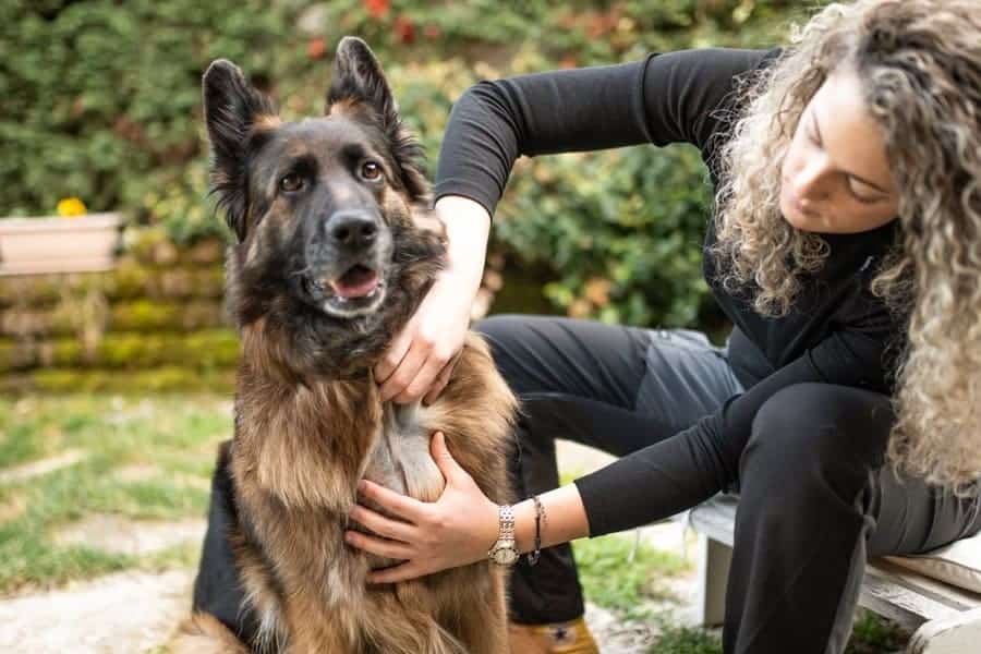¿cuánto Tiempo Tarda en Funcionar Un Collar Antipulgas?