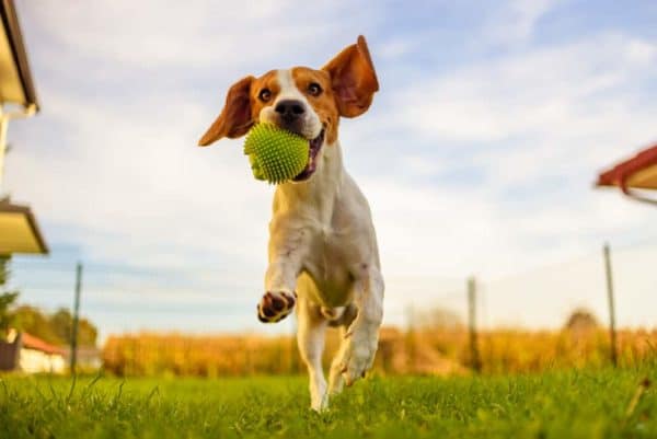 Mezcla-de-pastor-australiano-beagle