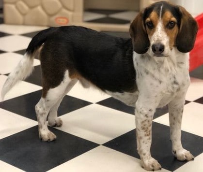 Mezcla-de-pastor-australiano-beagle